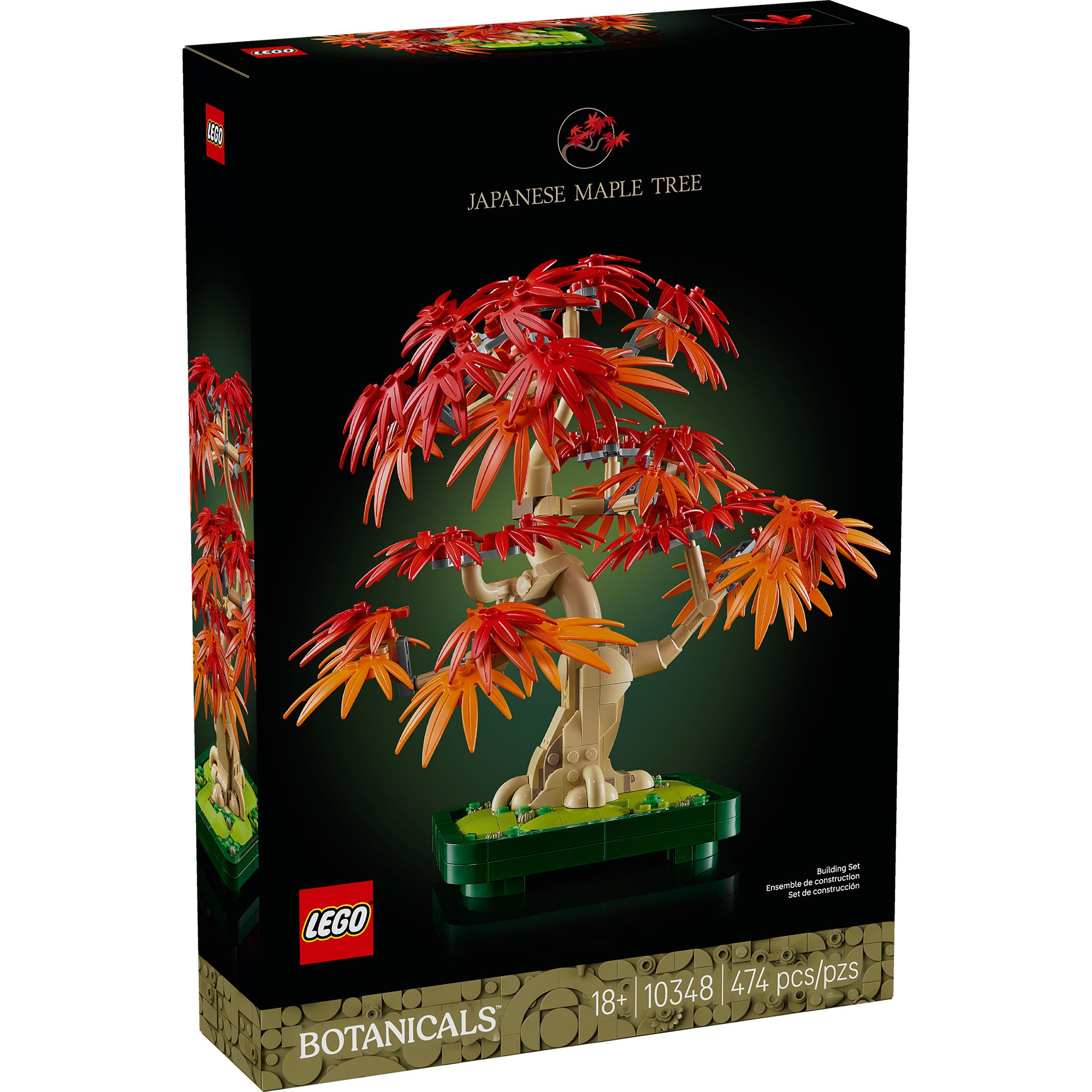 Bonsái de Arce Rojo Japonés