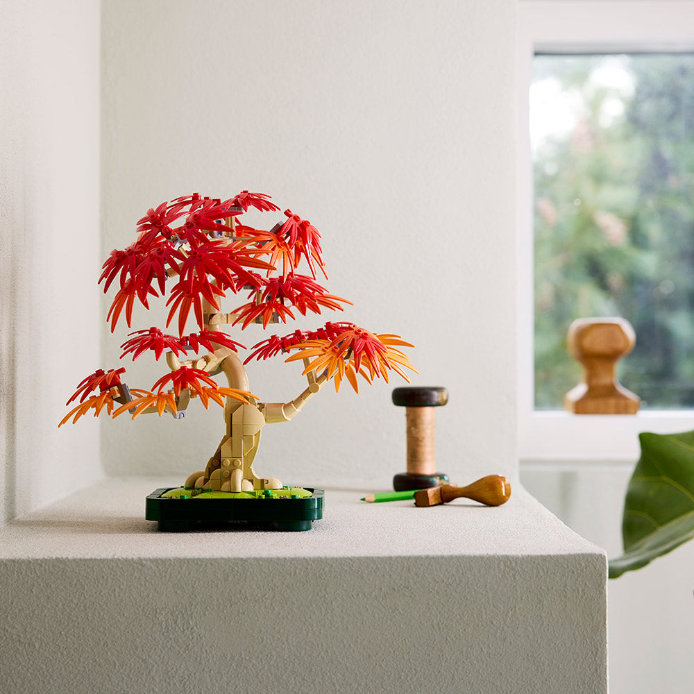 Bonsái de Arce Rojo Japonés