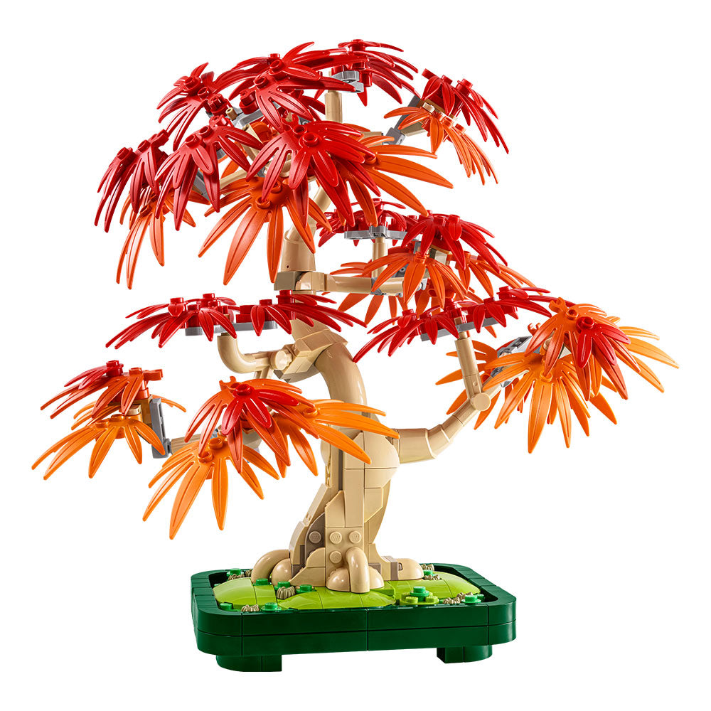 Bonsái de Arce Rojo Japonés
