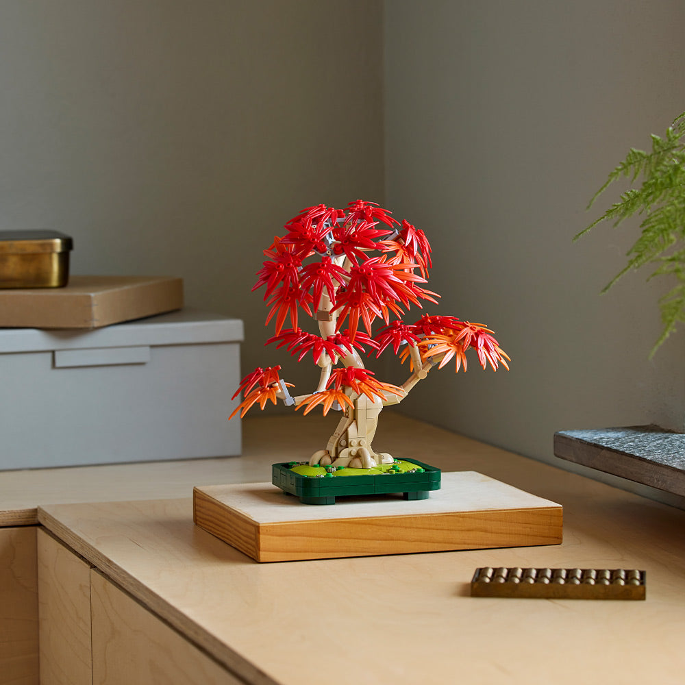 Bonsái de Arce Rojo Japonés