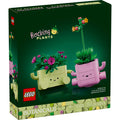 Plantas Bailarinas