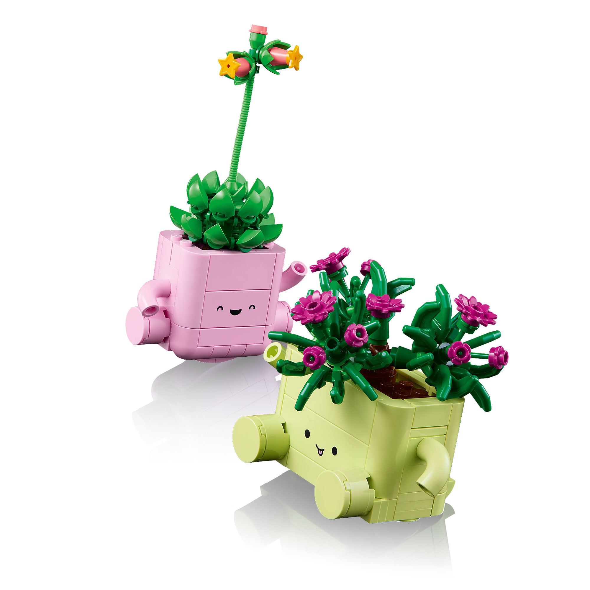 Plantas Bailarinas