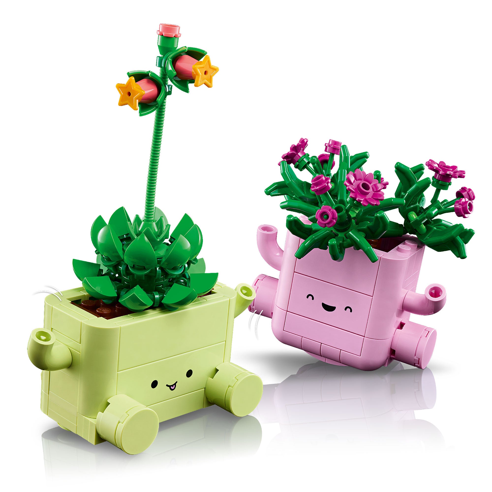 Plantas Bailarinas