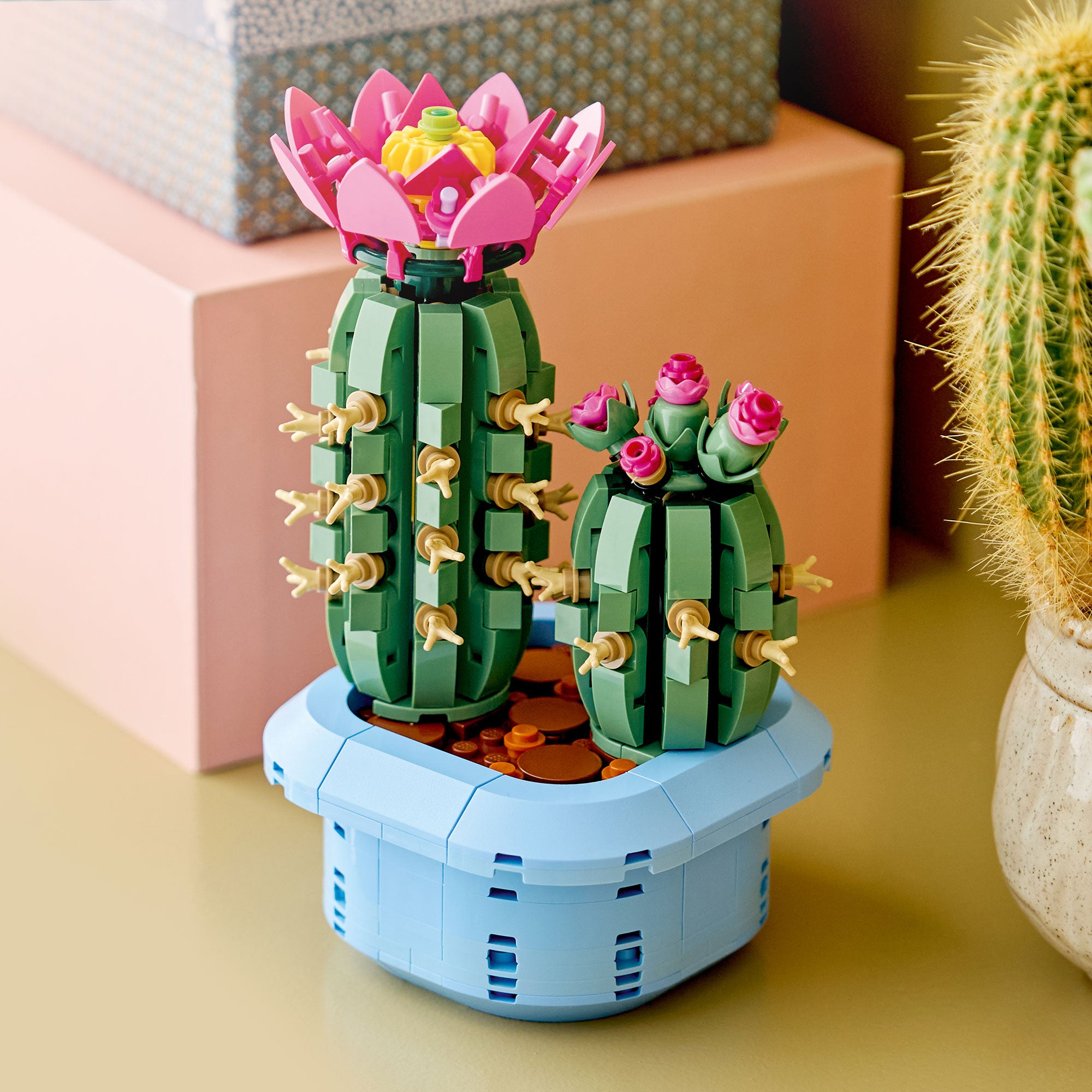 Cactus en Flor