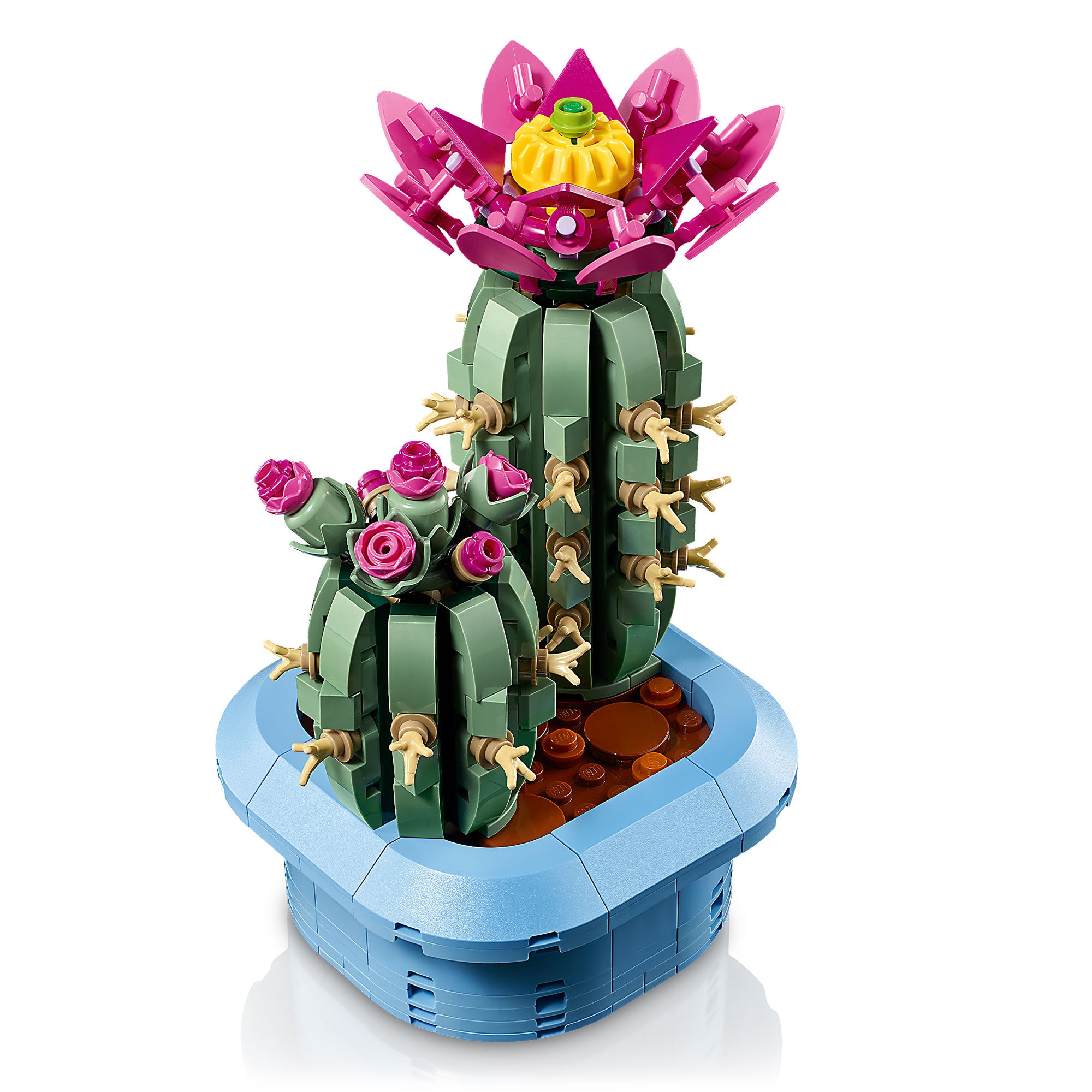 Cactus en Flor