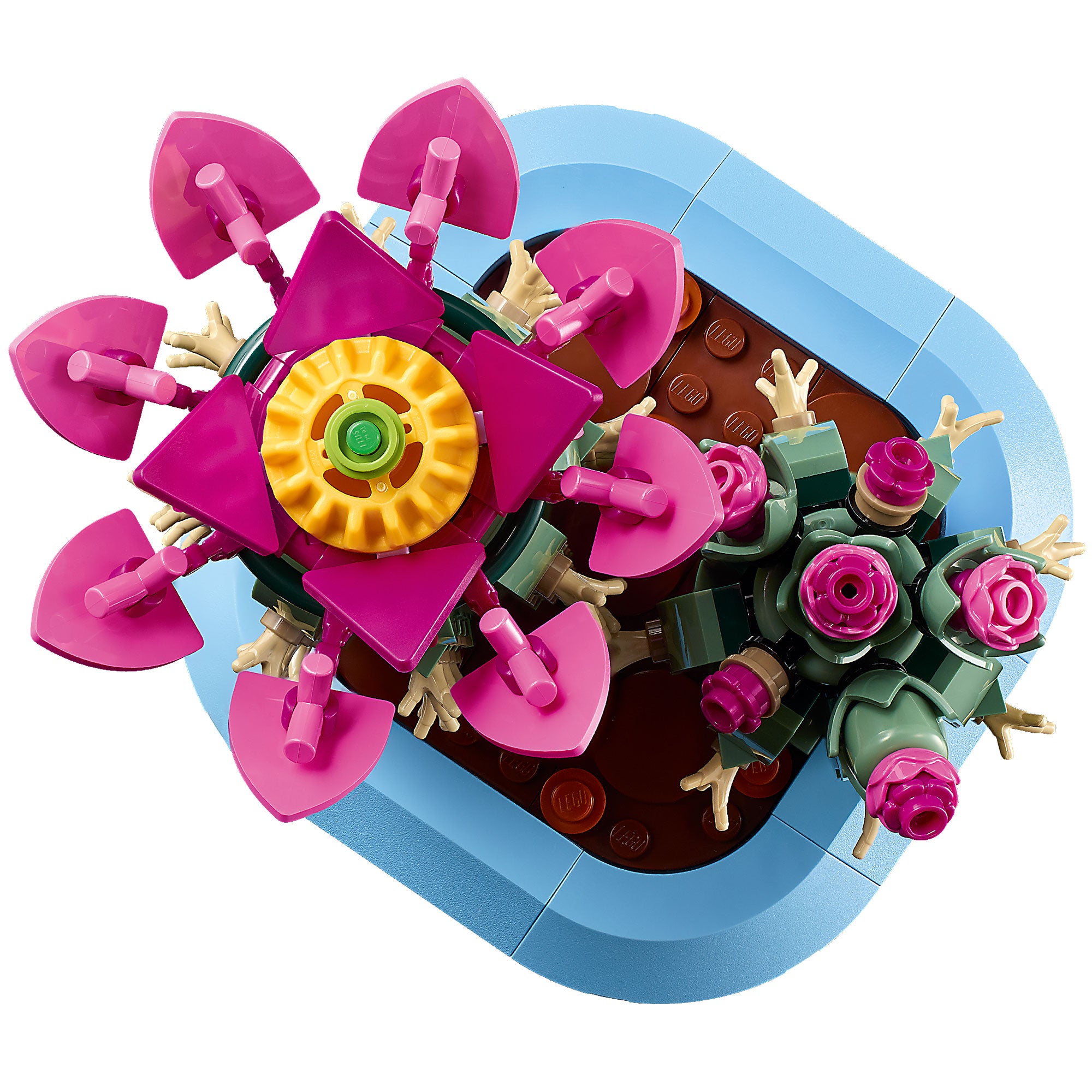 Cactus en Flor