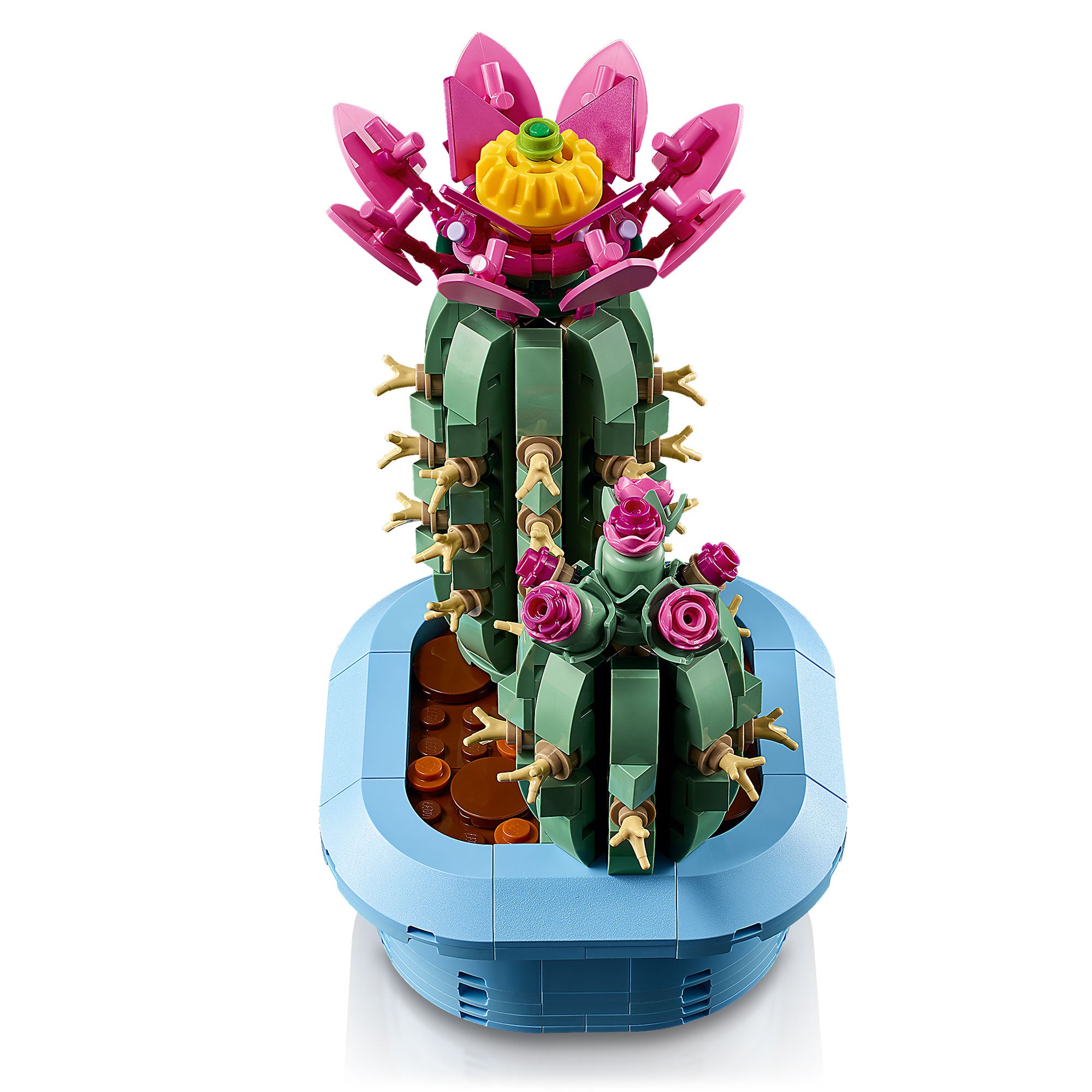 Cactus en Flor