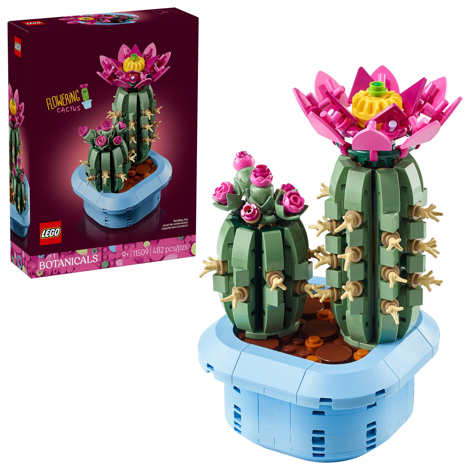 Cactus en Flor