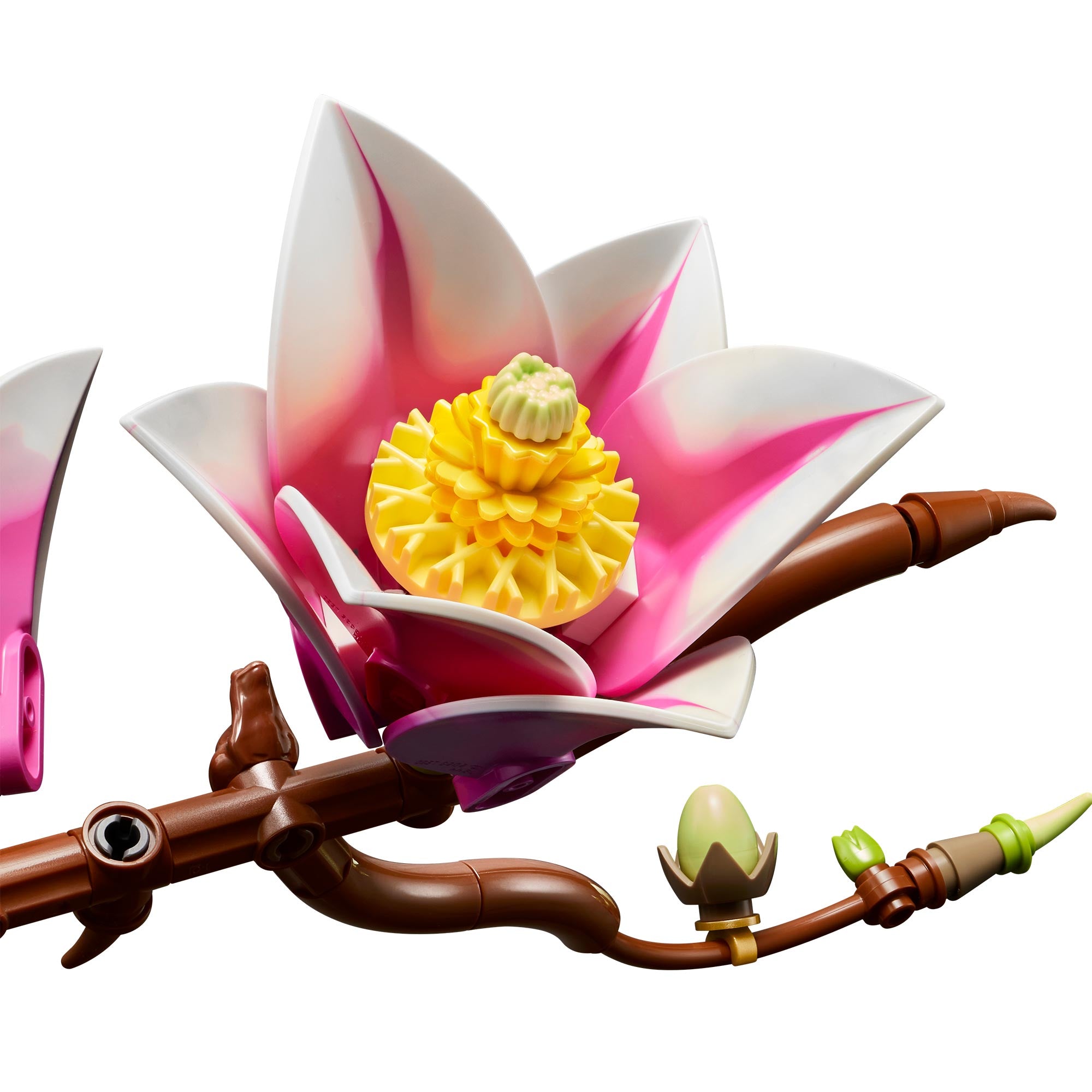 Ramas de Magnolia