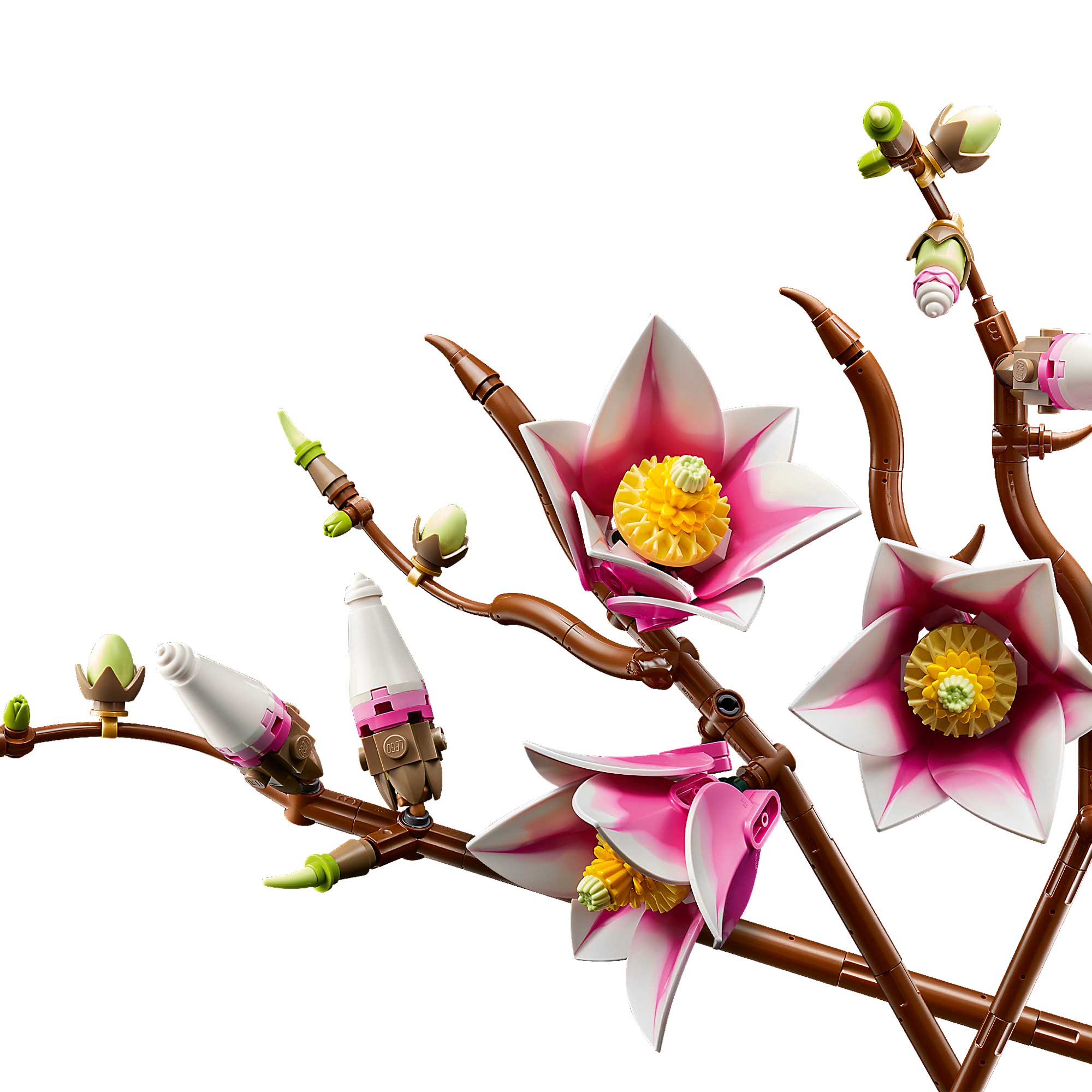 Ramas de Magnolia