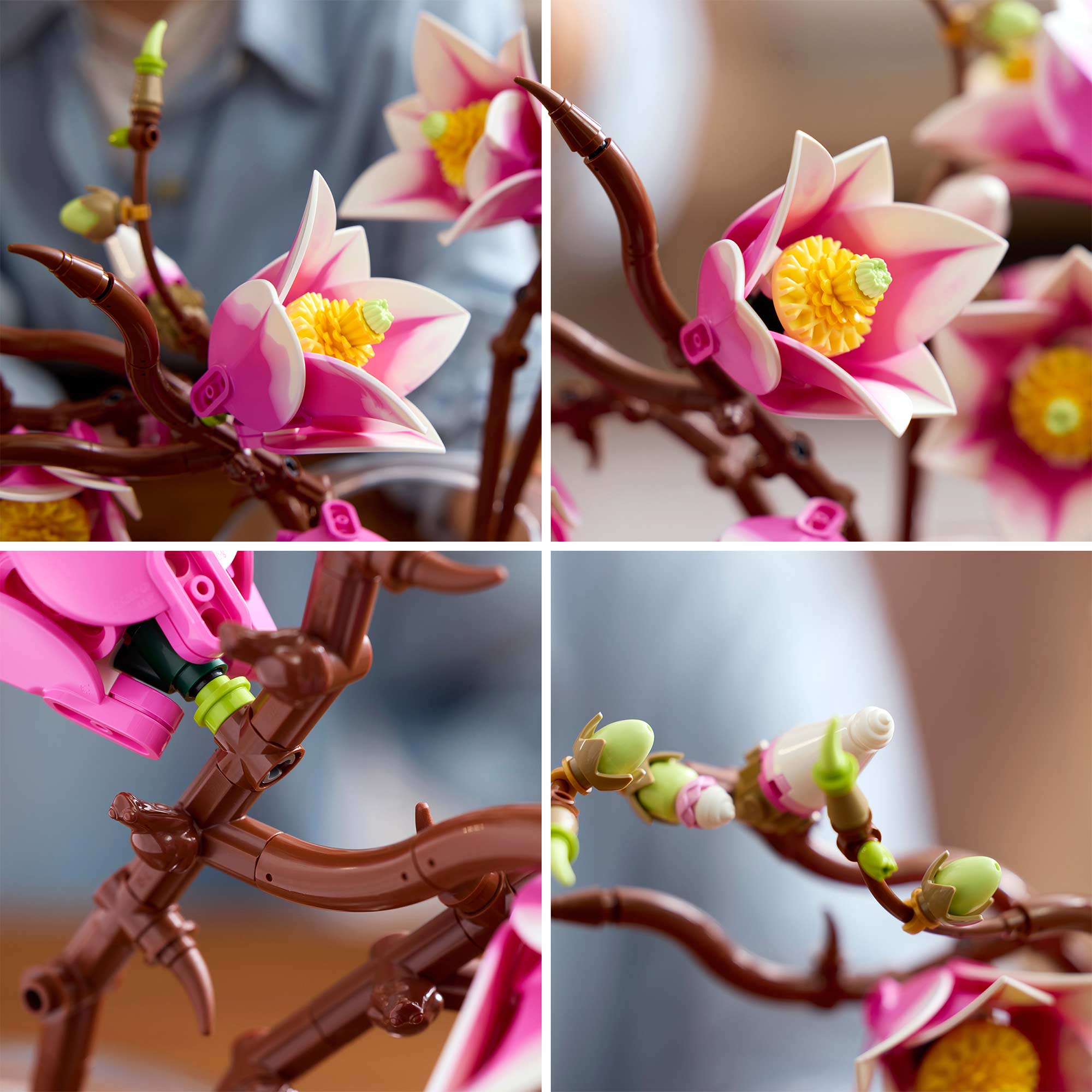 Ramas de Magnolia