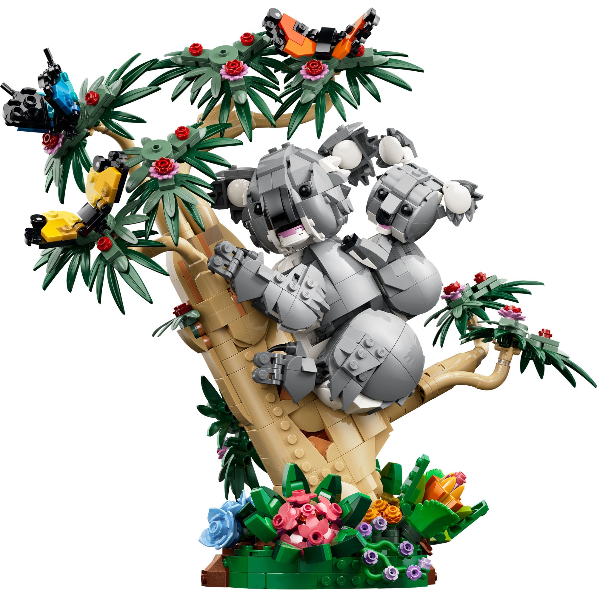 Fauna Salvaje: Familia de Koalas