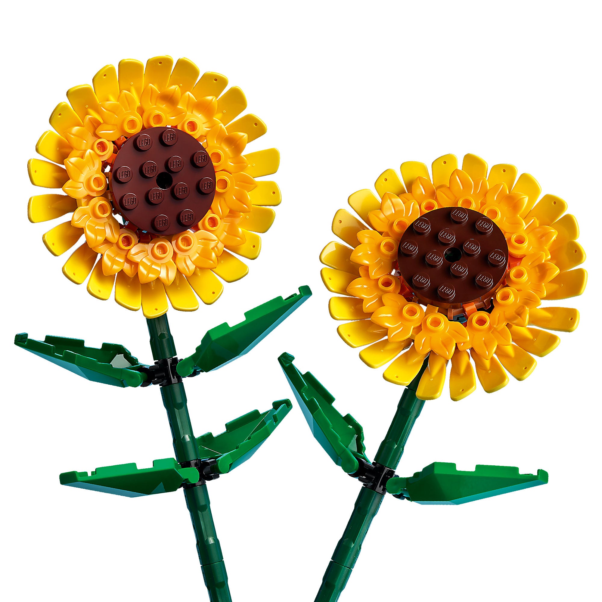 Girasoles