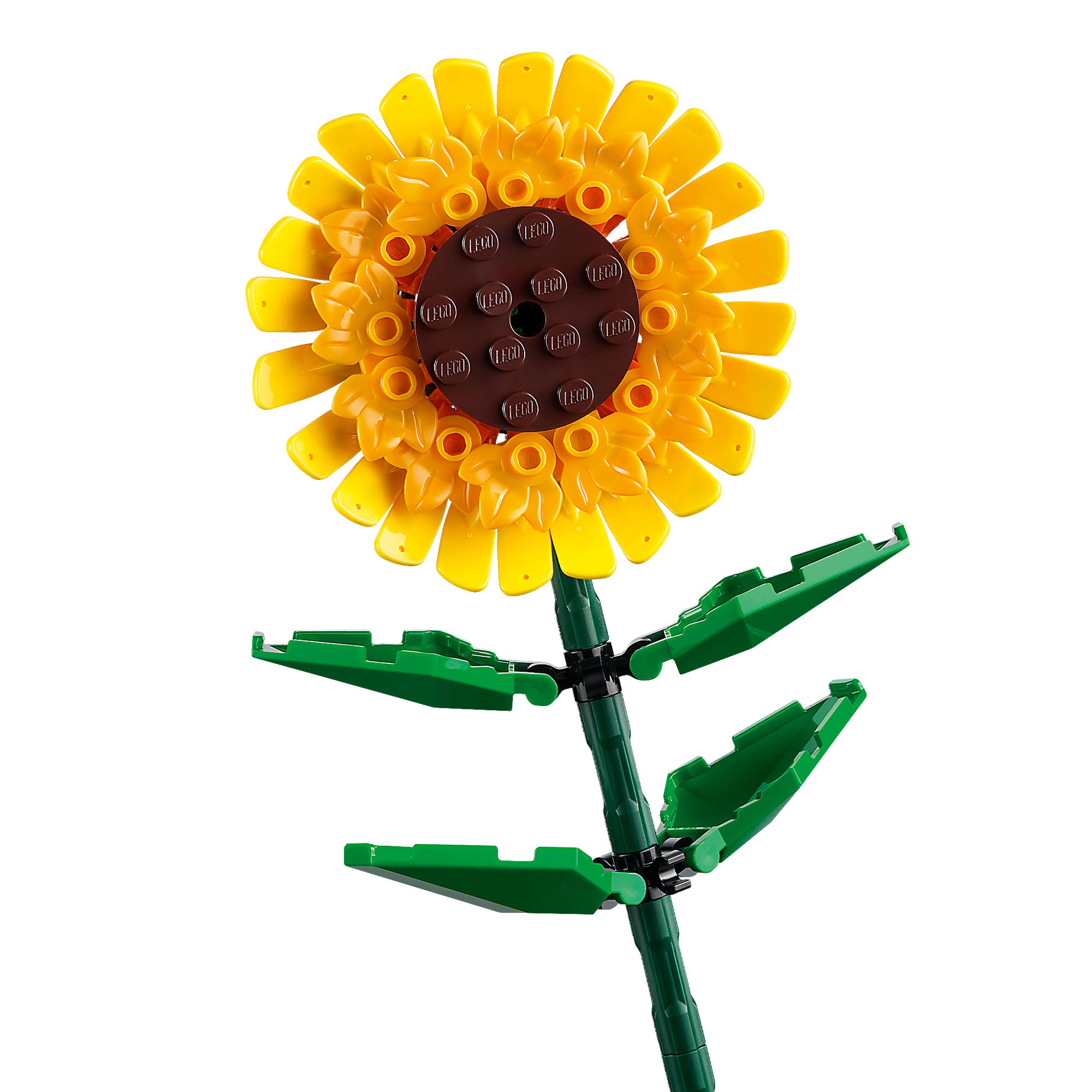 Girasoles