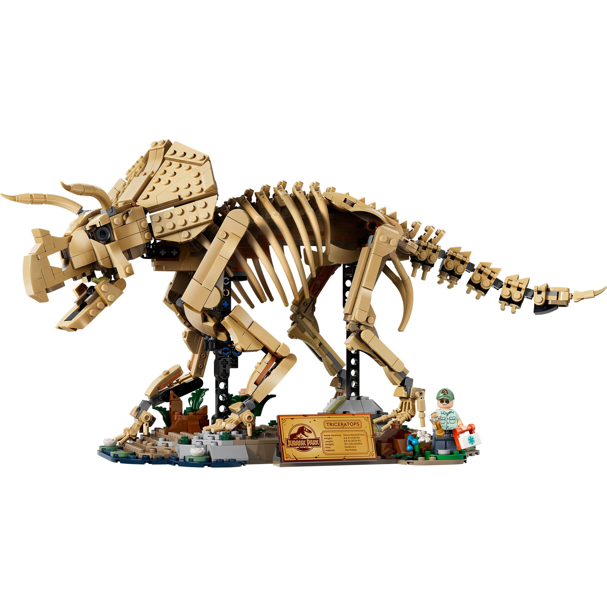 Fósiles de Dinosaurio: Triceratops