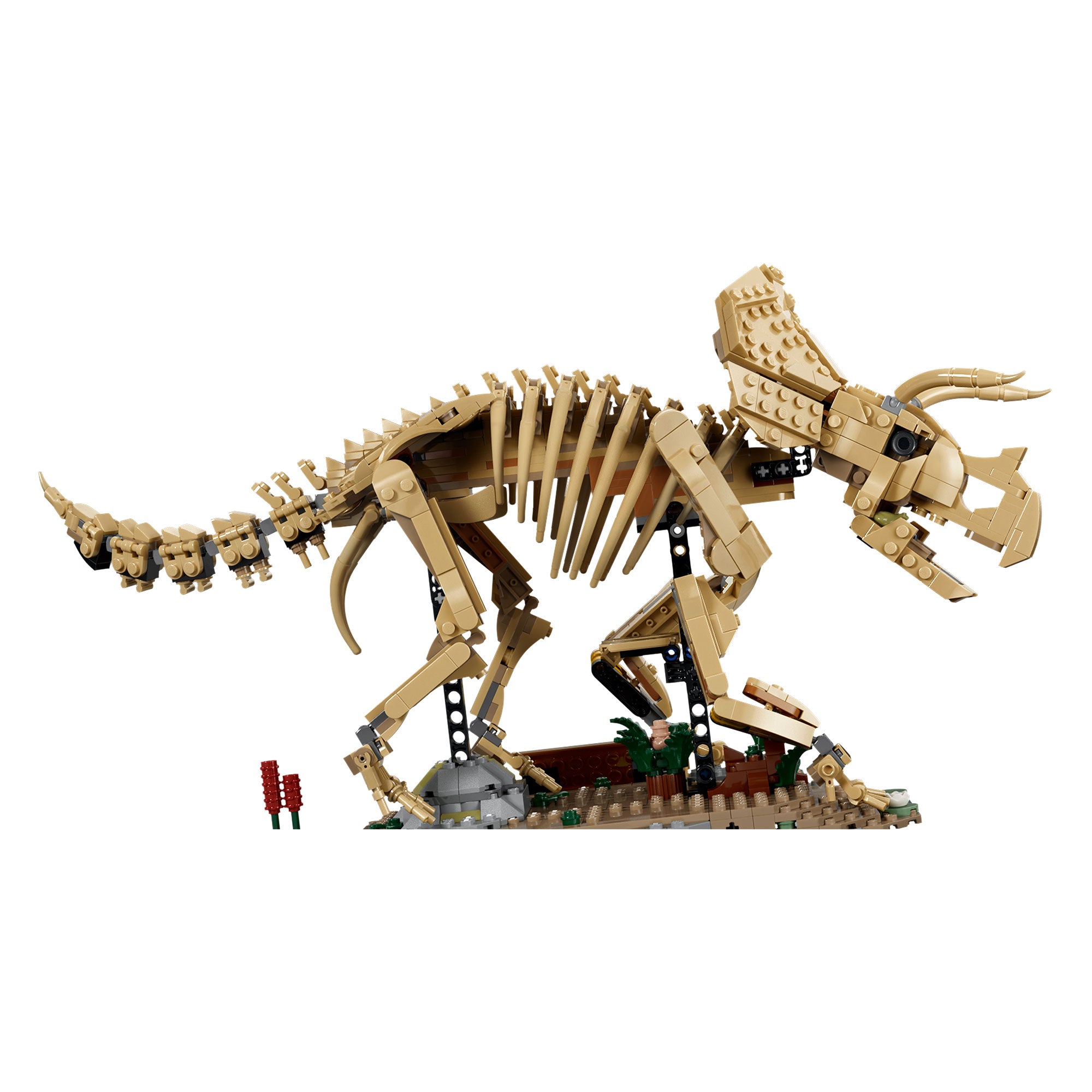 Fósiles de Dinosaurio: Triceratops