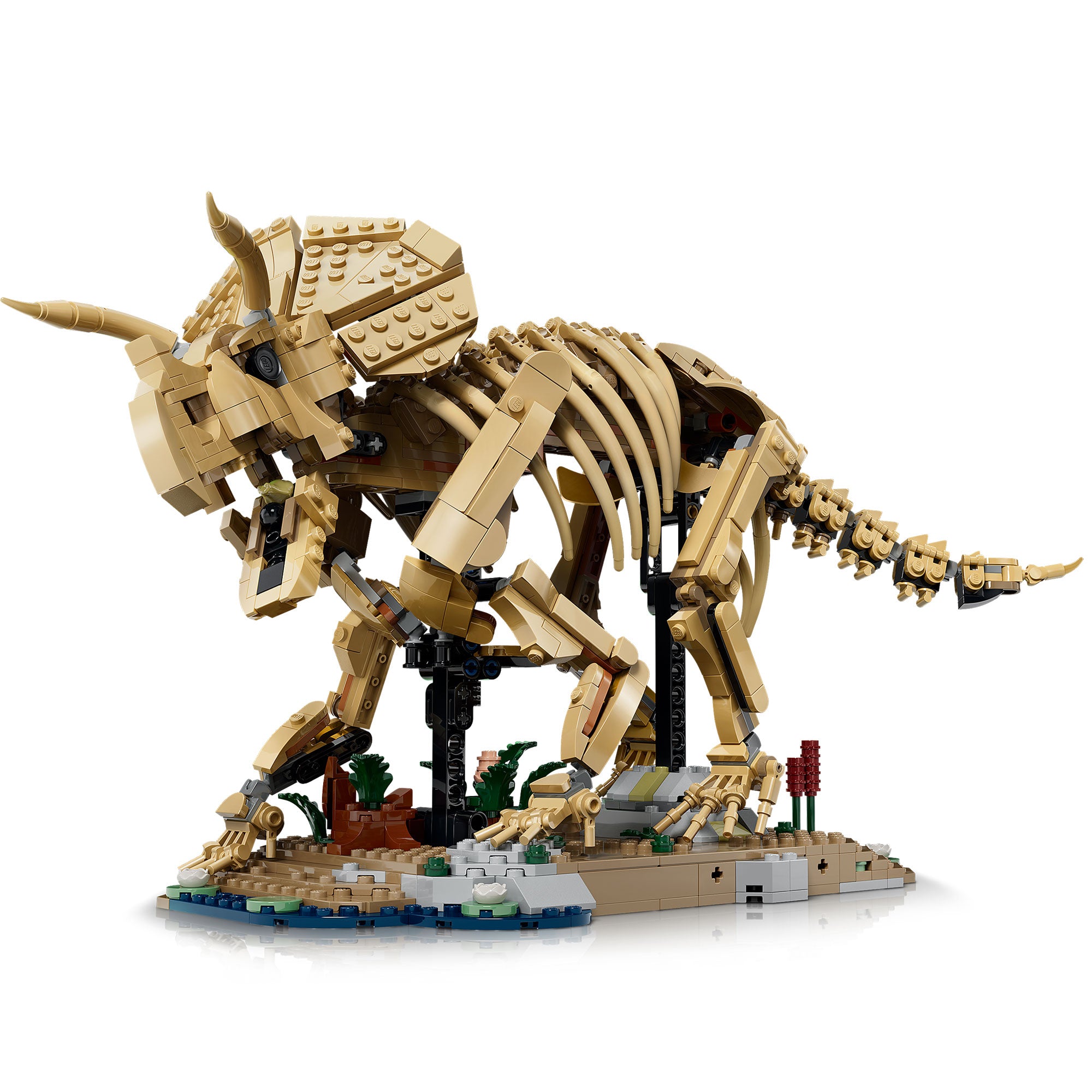 Fósiles de Dinosaurio: Triceratops