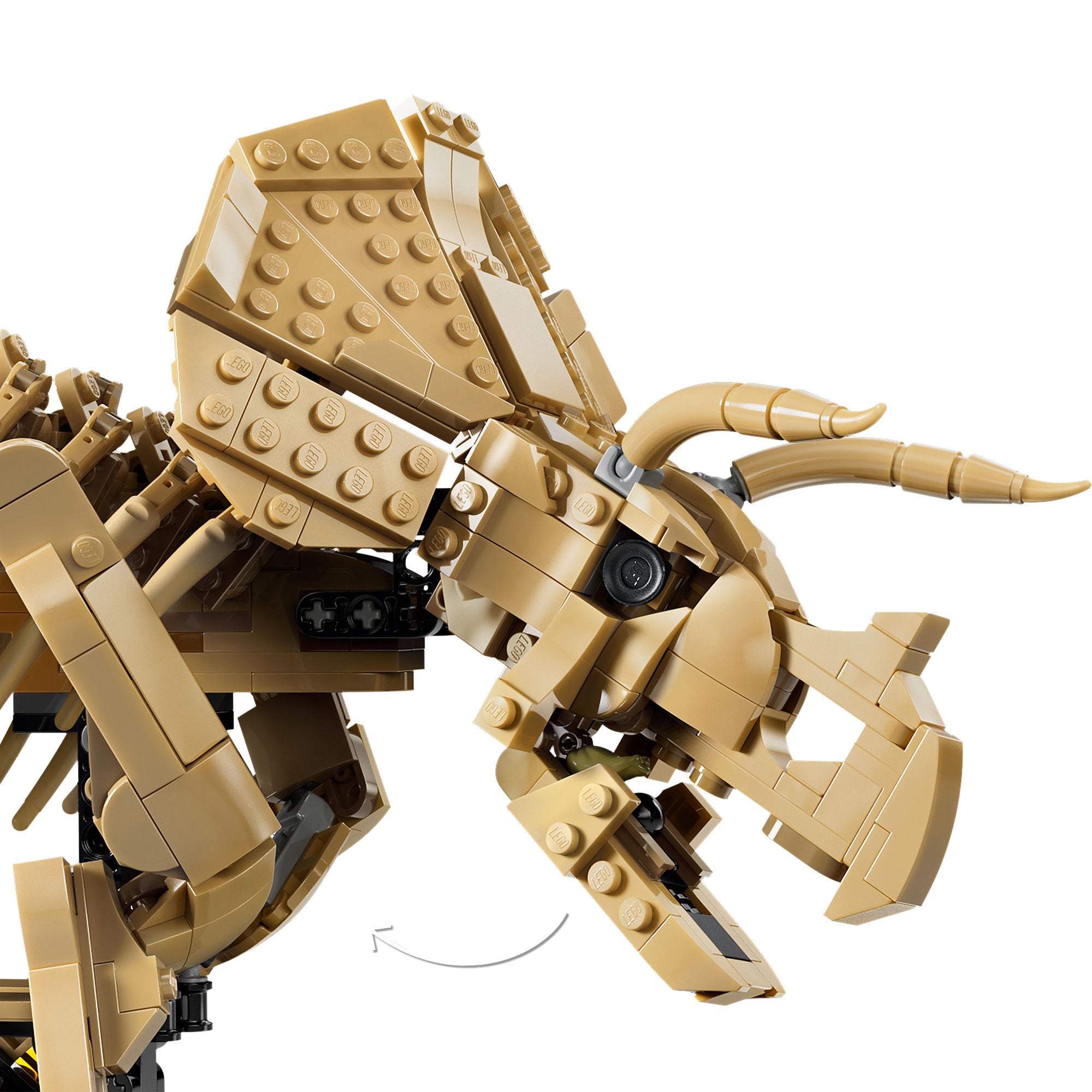 Fósiles de Dinosaurio: Triceratops
