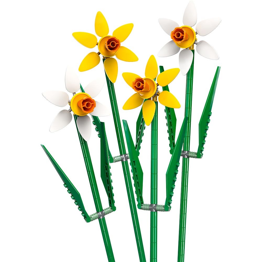 Narcisos